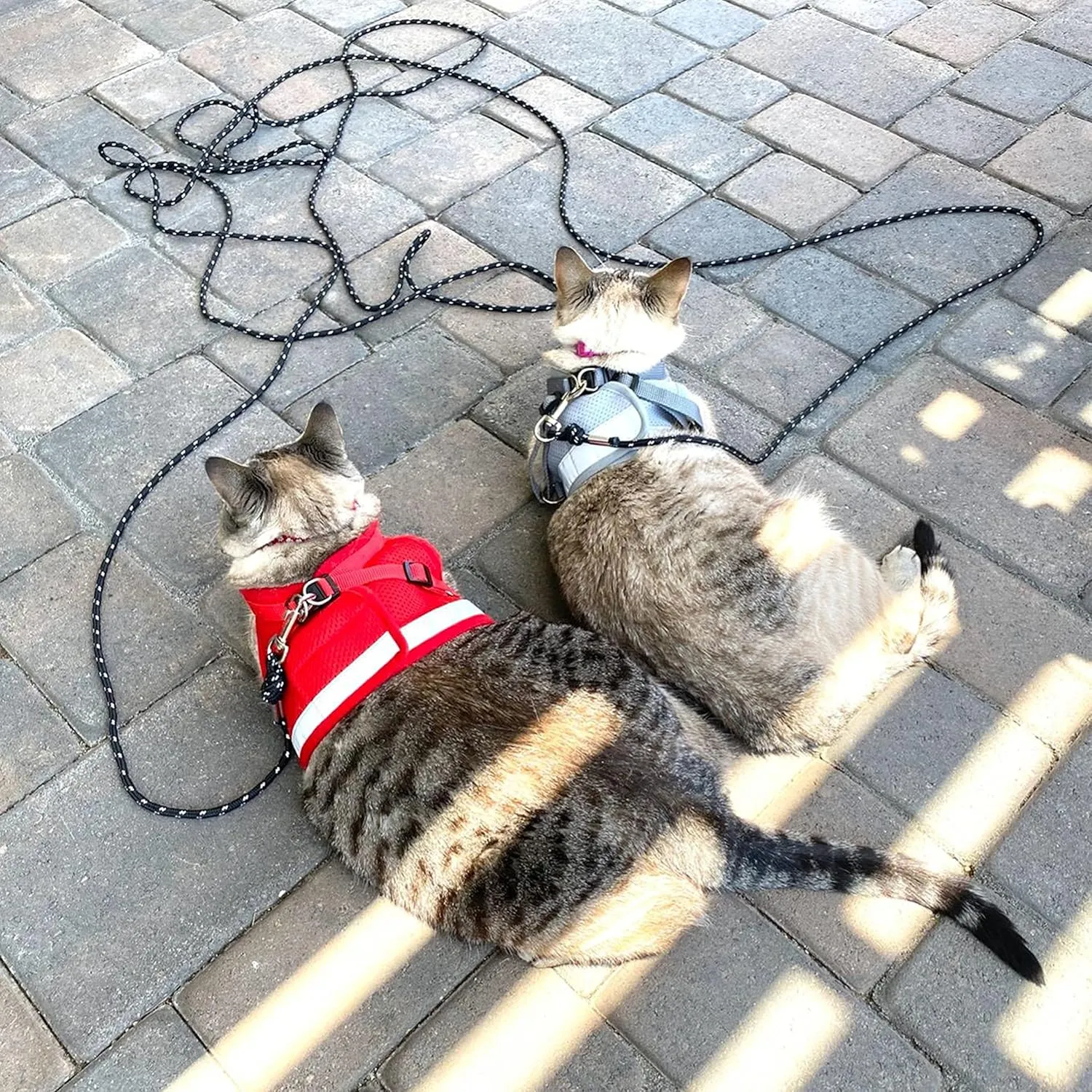 Cat Leash - 15 ft / 30 ft Reflective Long Cat Leash Outdoor for Walking Training Playing - Escape Proof Yard Lead Pet Leash Also for Cats, Small Dogs, Puppy, Kitten, Rabbit