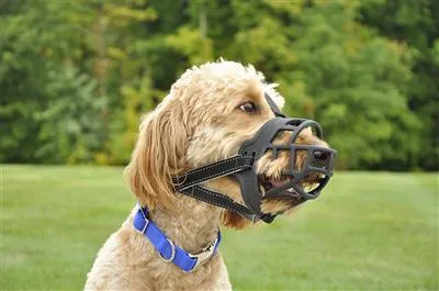 Coastal Soft Basket Muzzle - Comfortable Restraining Solution for Dogs