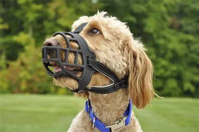Coastal Soft Basket Muzzle - Comfortable Restraining Solution for Dogs