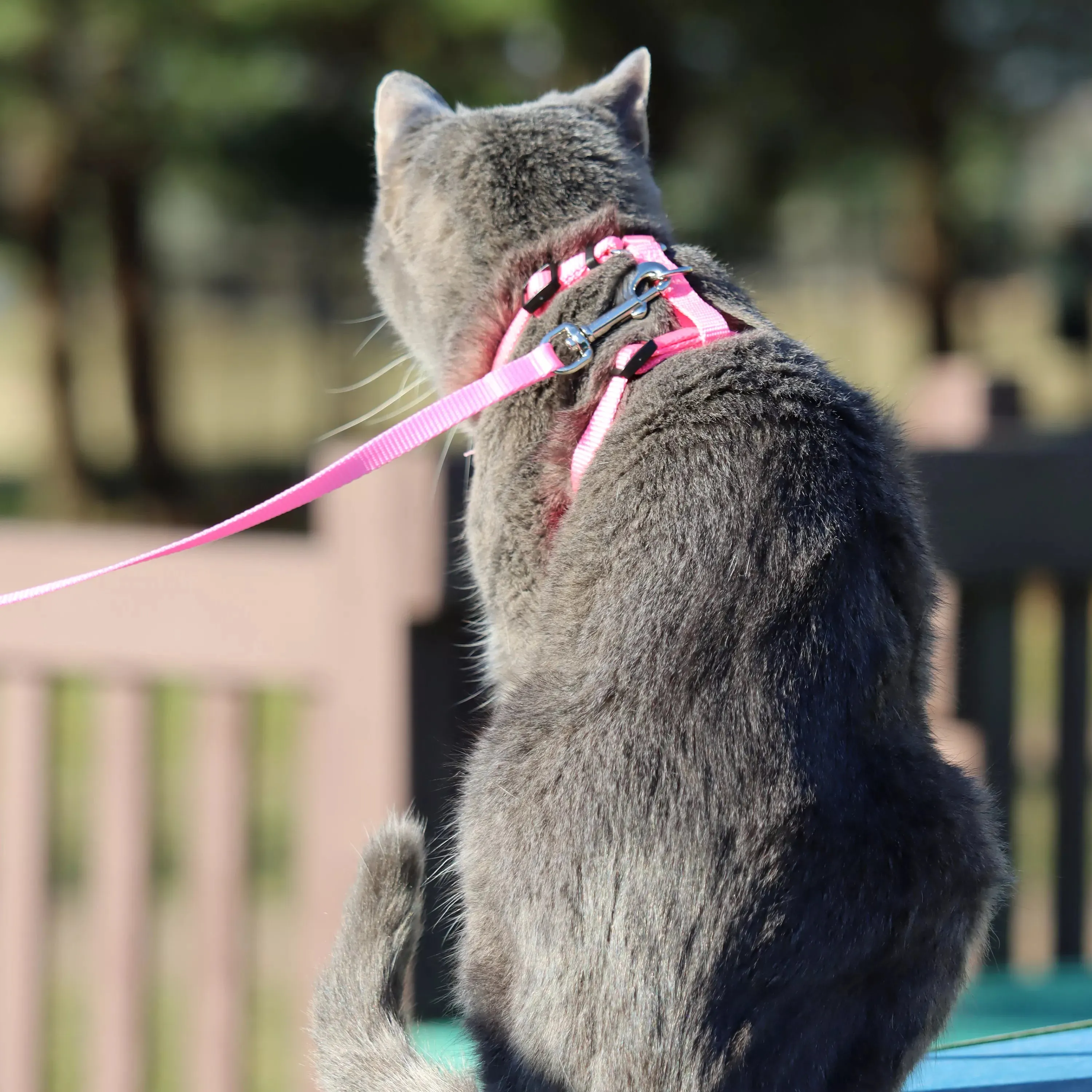 CoastalCat Comfort Soft Cat Harness