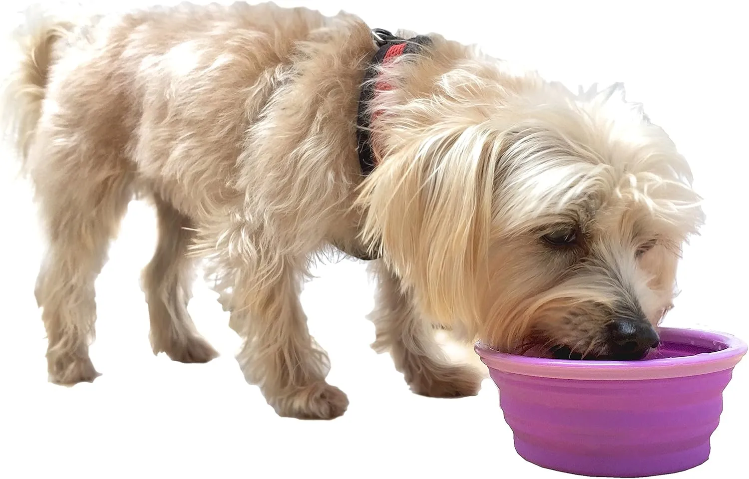 Collapsible Silicone Water Travel Bowl with Clip for Dog and Cat, Portable and Durable Pop-up Feeder for Convenient On-The-go Feeding  Size: Small (1.5 Cups) Purple  2 Pack