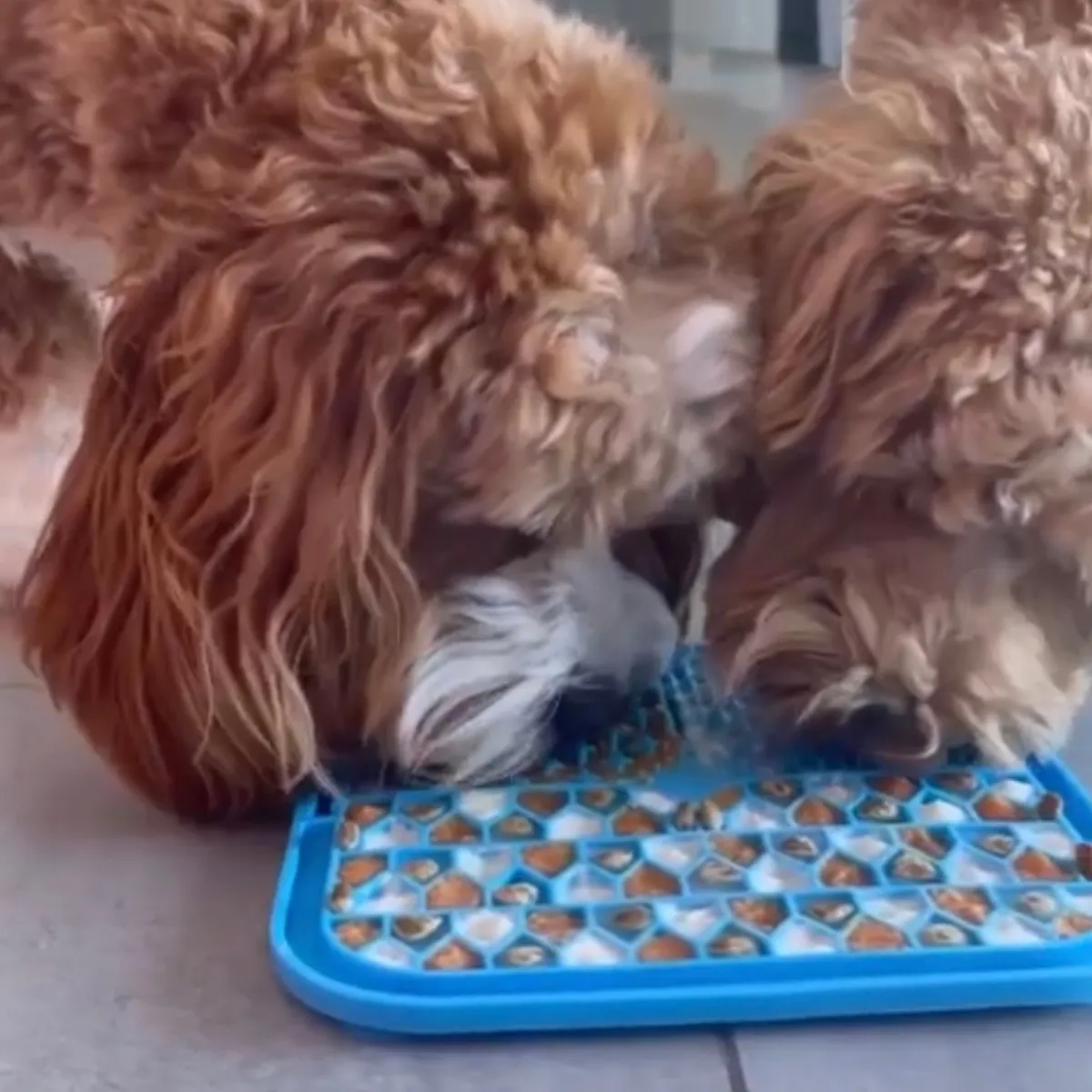 Dog Licking Mat