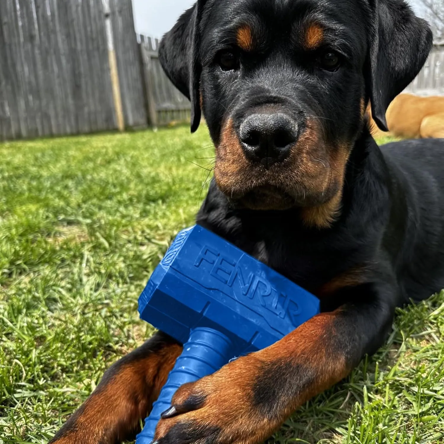 Hammer Dog Chew Toy Strong Rubber Stuffable Enrichment Toy for Chewers (Blue, Medium)