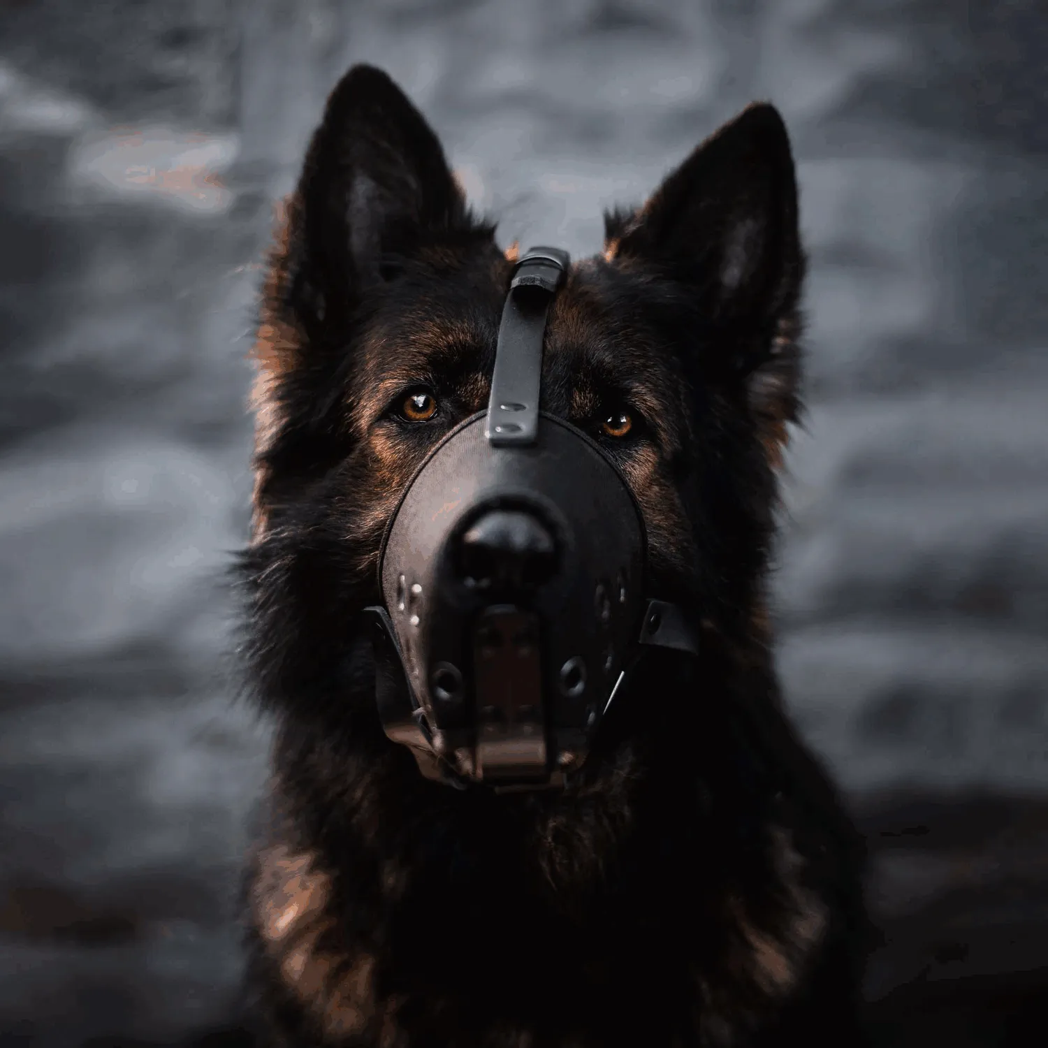 Sprenger Professional Cordura Muzzle with Aluminium Bar