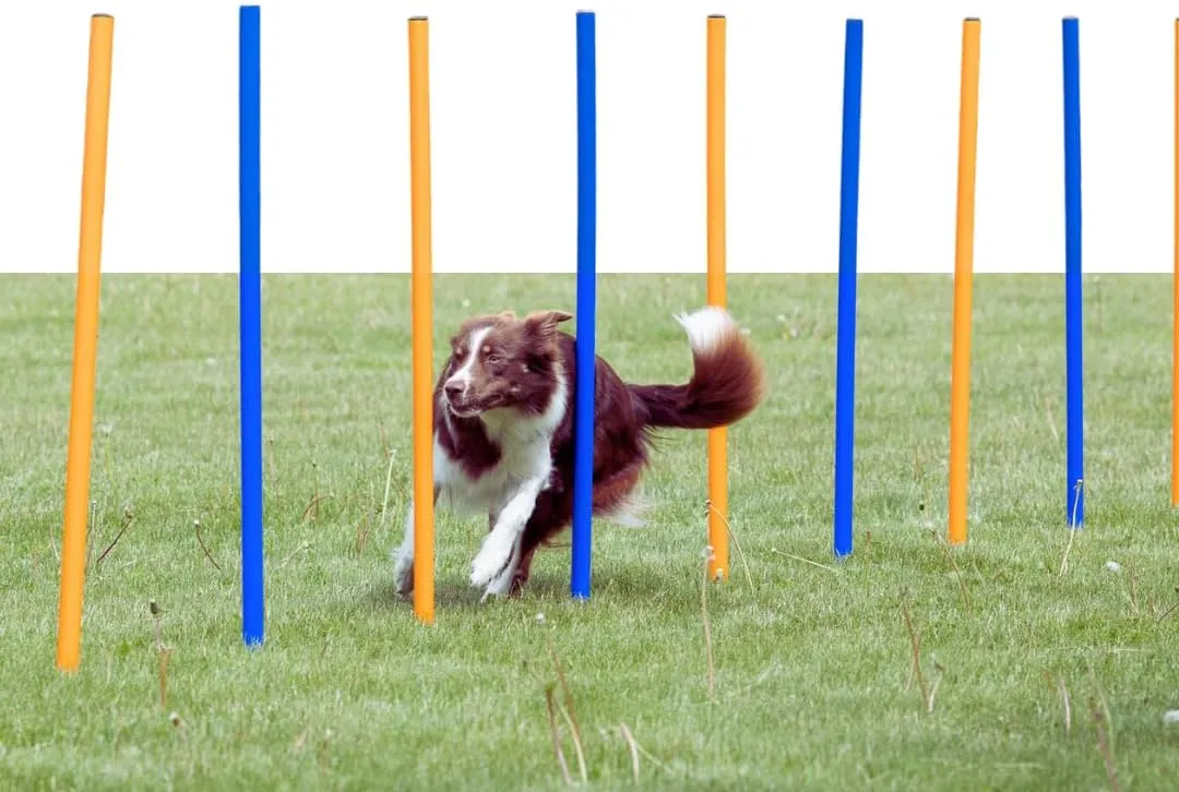 TRIXIE Dog Agility Slalom Course - 12 Adjustable Weave Poles Backyard Set - Portable Training Equipment with Carrying Bag & Training Guide - for All Breeds